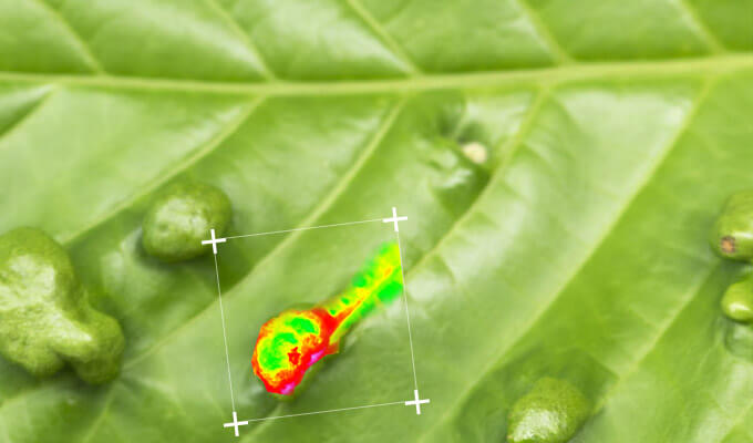高光譜影像智慧辨識系統應用於病蟲危害監測