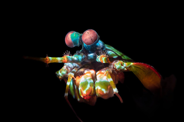 雀尾螳螂蝦-影像波段