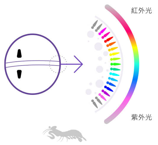 雀尾螳螂蝦可視光譜